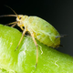 Image for article titled Zoo Posting Hourly Updates On Aphid About To Give Birth